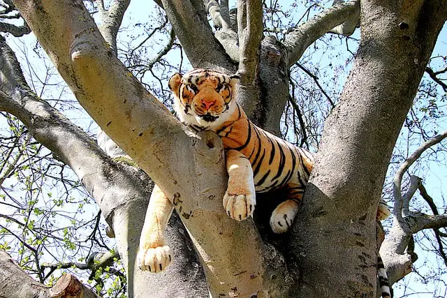 características do homem tigre