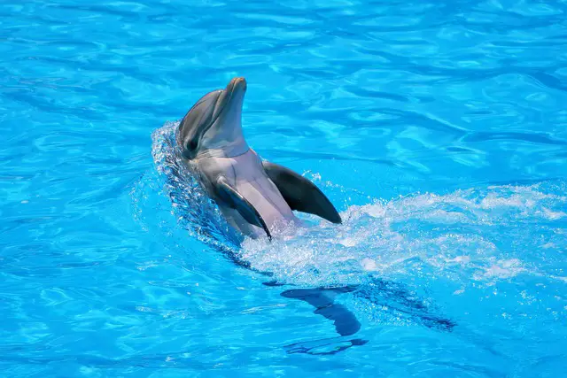 Visează un delfin, sens