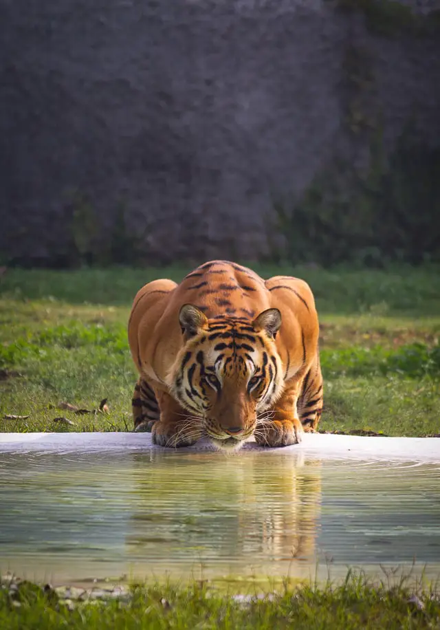 Sonhar com tigre significado: Atacando, me perseguindo, branco, olho de tigre, filhote, nadando, bebê, Bengala, mordida, com olhos azuis, morrendo, morte, me comendo, entrando em casa, fugindo, comendo gato, Islã, hinduísmo, matando alguém, matando cachorro, lambendo mão, gravidez, rugindo, me perseguindo, dormindo, debaixo da cama, urinando, debaixo d'água