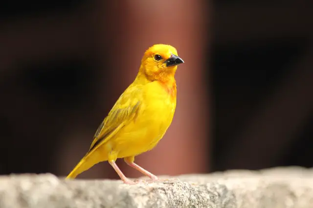 Kanariefågel Andlig Betydelse: gul, inhemsk, symbolisera