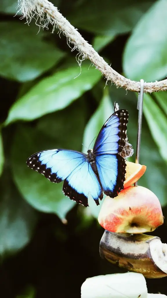 Significado de la mariposa azul: emoji, biblia, amor, significado espiritual, muerte, Japón, en sueños, tatuaje, tótem, conclusión