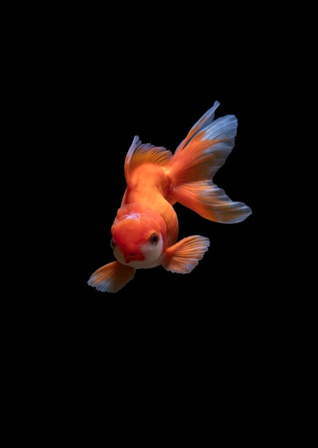 Feng shui fish: Home, wealth, good luck, and prosperity