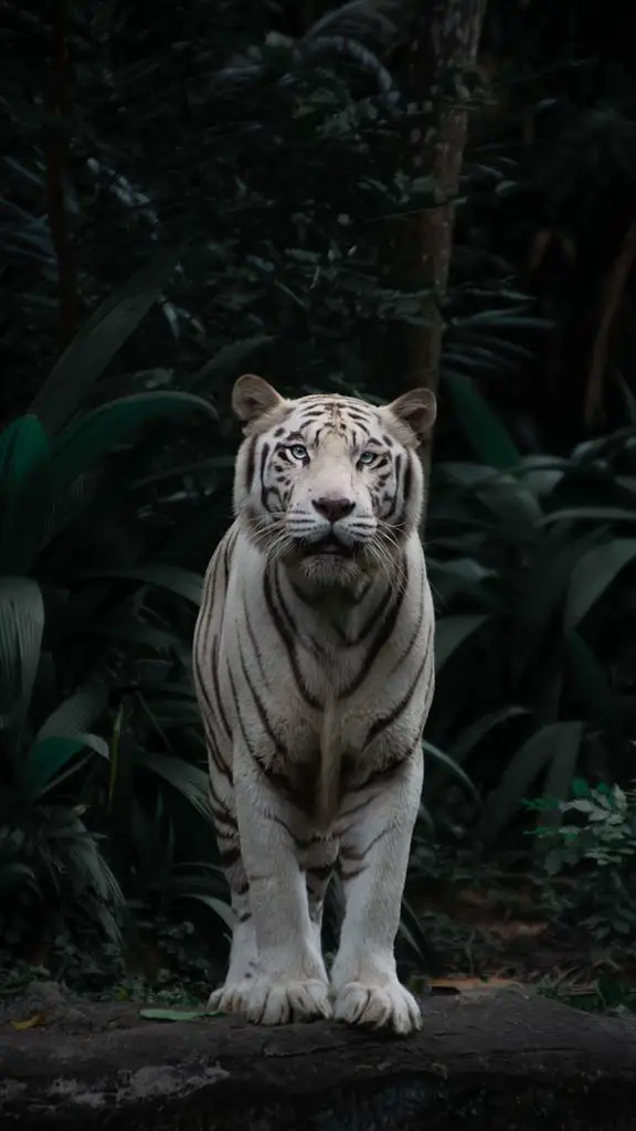 Visează tigru alb: sens, atacându-mă, în casă, pui de tigru alb, tigru bengalez, urmărindu-mă, în islam, dungi albe negre
