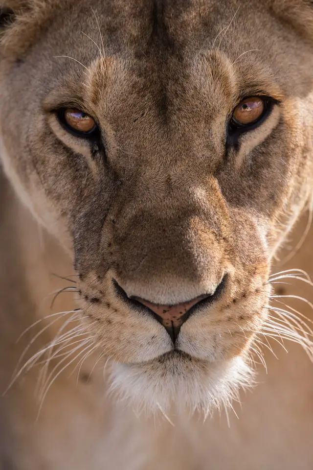 Cougar betekenis: Cougar betekenis voor de mens, spiritueel, stedelijk, dier, voorbeelden, bijbelse betekenis, Dream