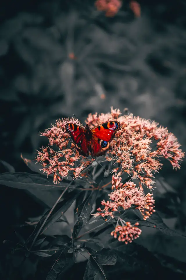 significado da borboleta vermelha: significado espiritual, significado de tatuagem de borboleta vermelha atrás da orelha, borboleta vermelha no sentido de amor, significado de borboleta preta, vermelha, um anjo com significado de borboleta vermelha, significado de borboleta marrom e vermelha