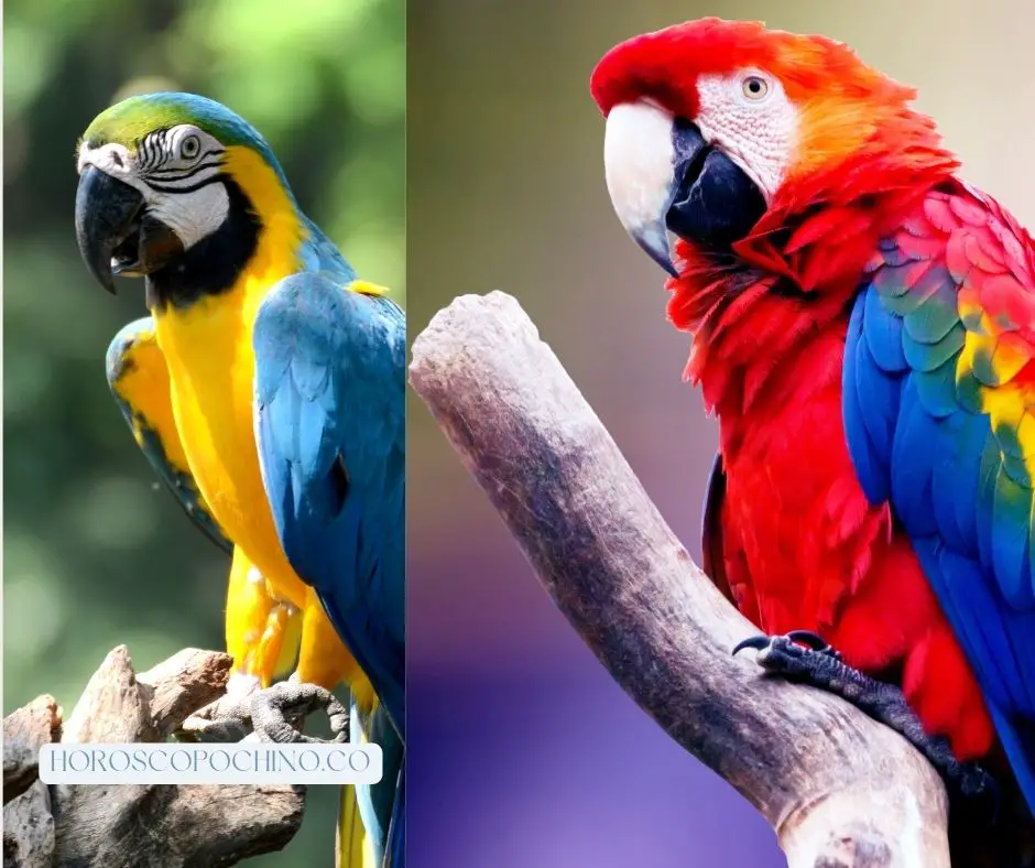 Papegaai droom betekenis: Islam, blauwe papegaai, witte papegaai, dode papegaai, gele papegaai, vliegende papegaai, zwarte papegaai