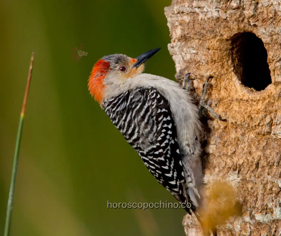 Biblical meaning of woodpecker