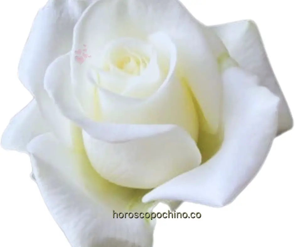 Valkoisen ruusun merkitys