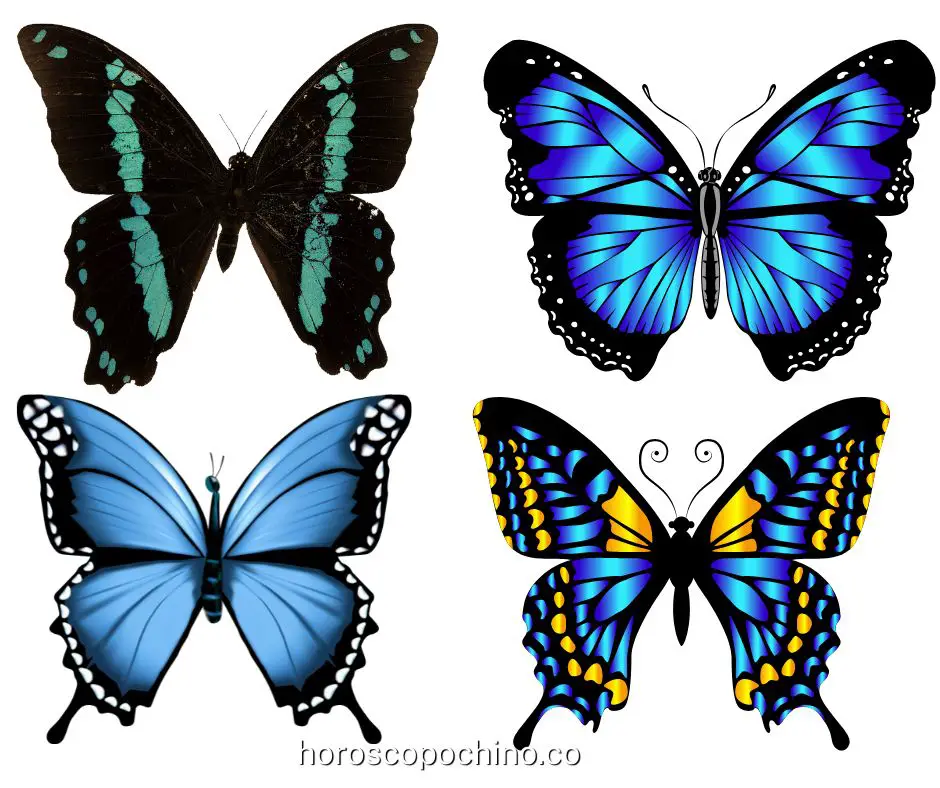Significado de mariposa negra y azul.