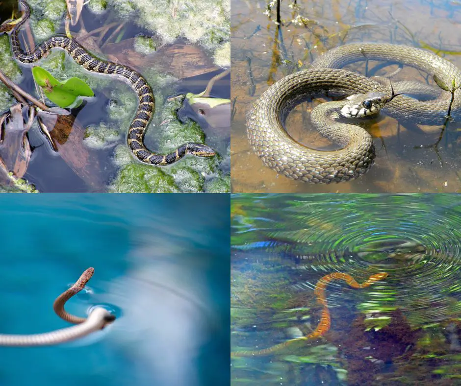 Soñar con serpientes en el agua