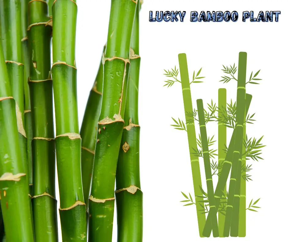 planta de bambu de la suerte