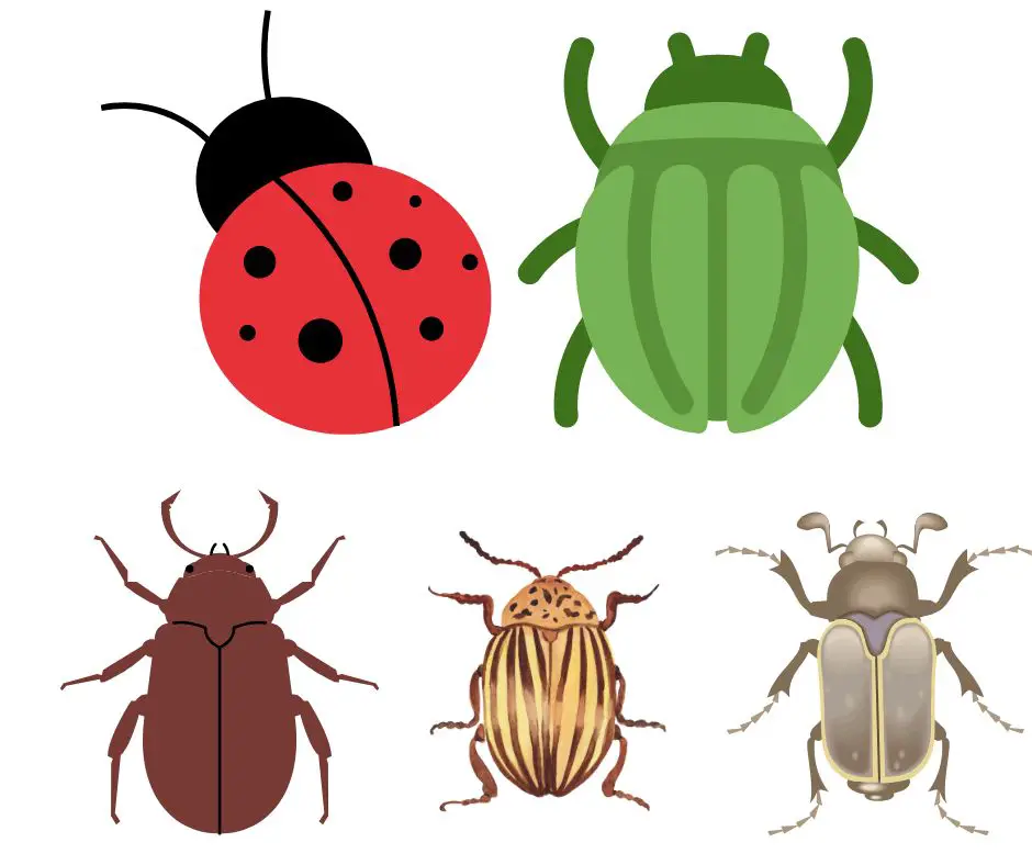 Significado espiritual de los escarabajos
