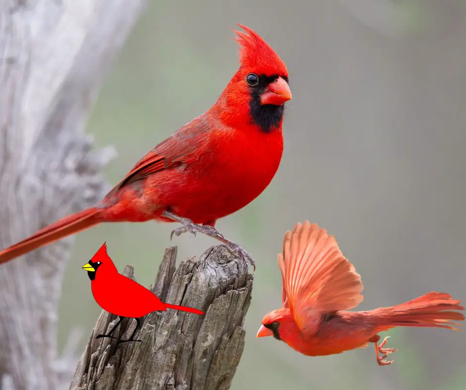 ¿Qué es ver un cardenal?
