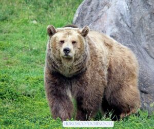 Dreaming Of A Bear Image