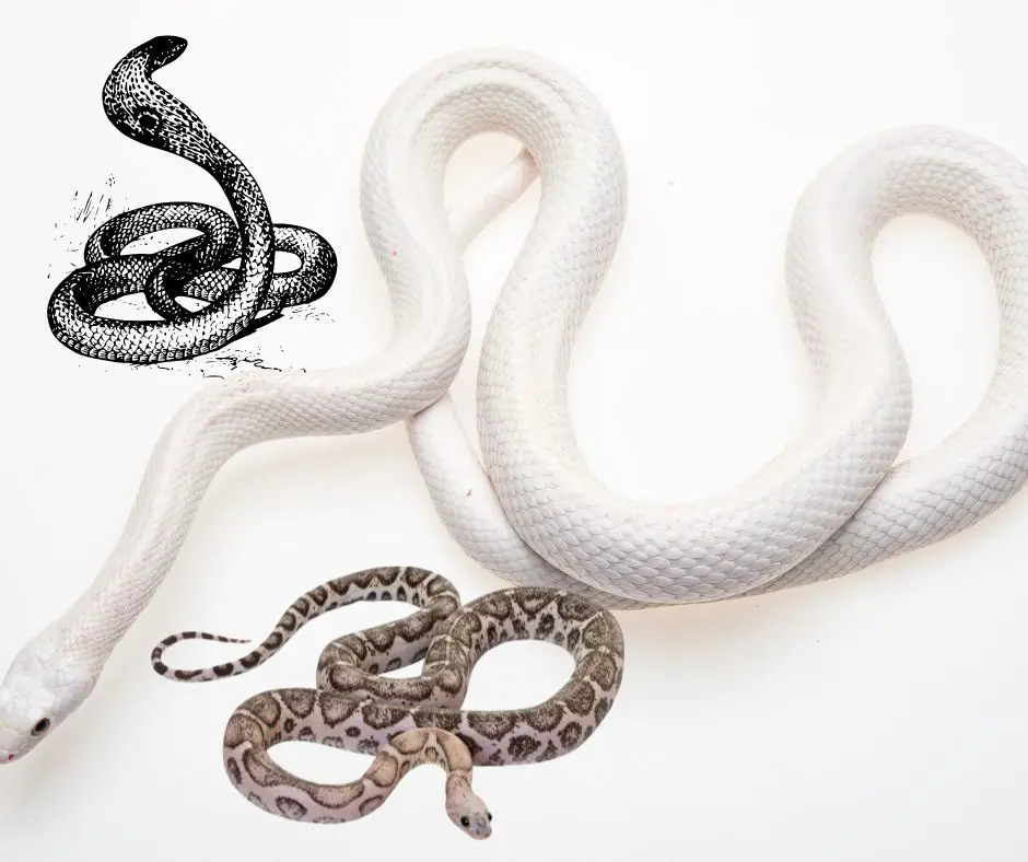 Freudiaanse droominterpretatie van slangen