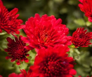 Red chrysanthemum meaning image