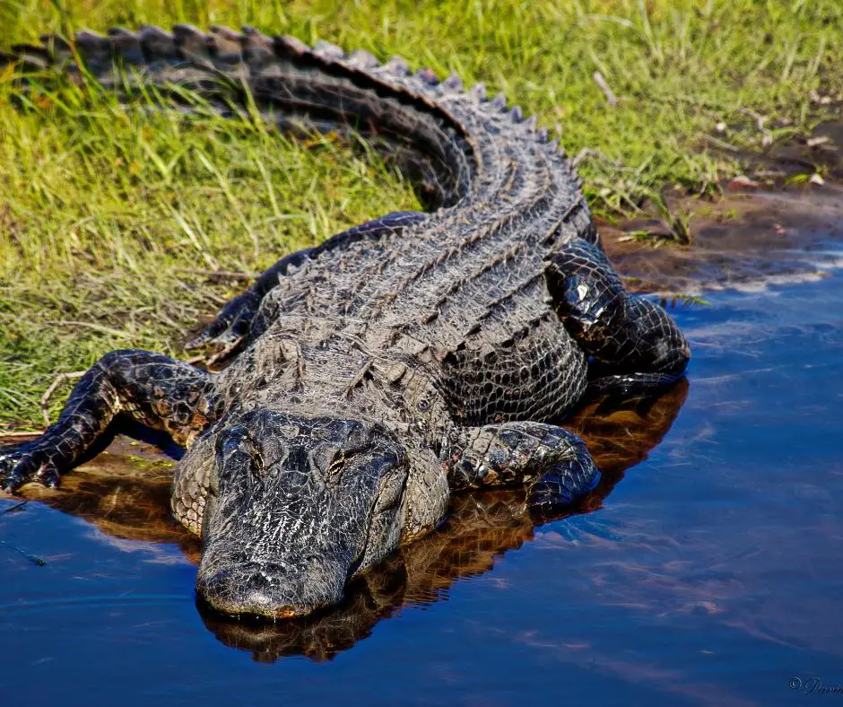 Alligator in einem Traum