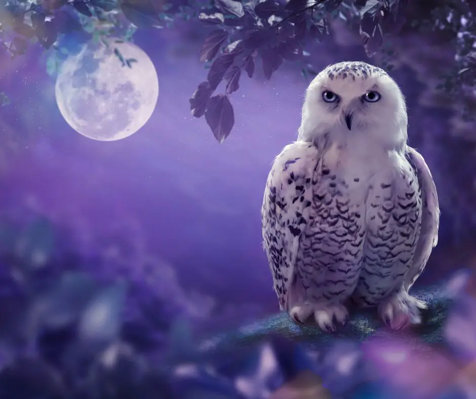 Owl Spiritual meaning