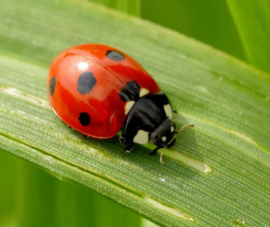 Spiritual Meaning of Ladybug