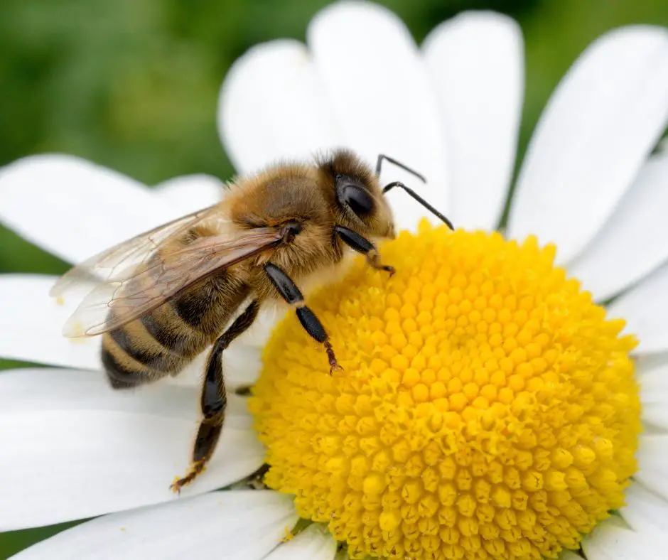 significado espiritual de la abeja