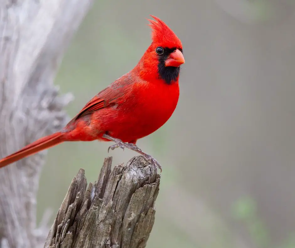 Significado espiritual cardenal