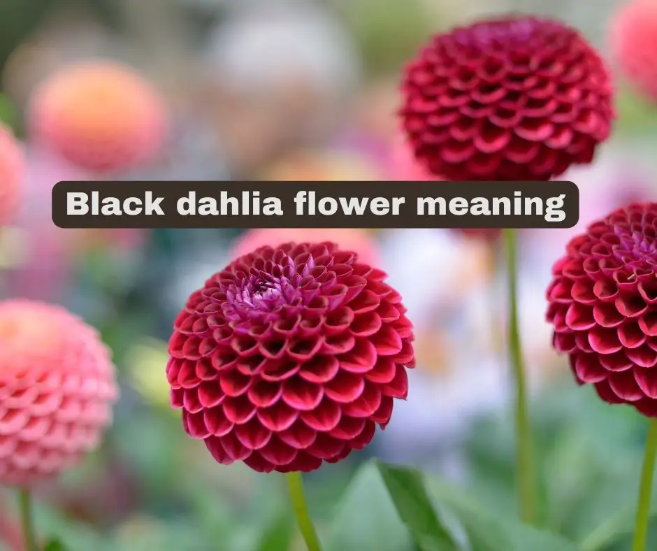 Signification de la fleur de dahlia noir