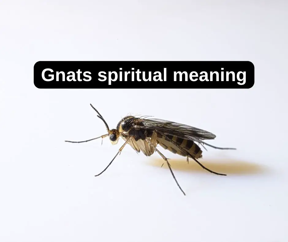 Gnats spiritual meaning