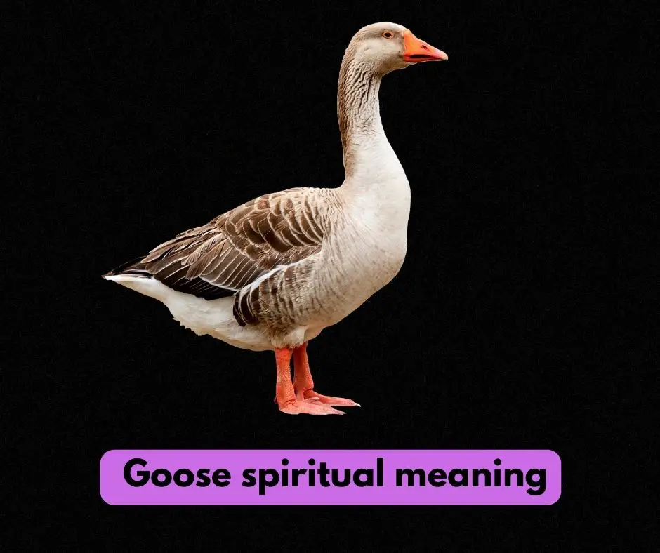Goose spiritual meaning
