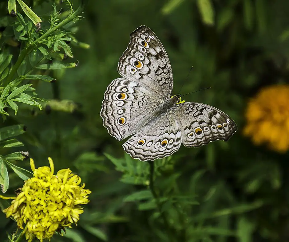Gray butterfly meaning