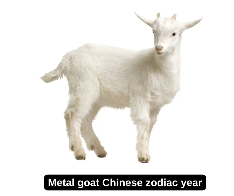 Año del zodiaco chino de la cabra de metal