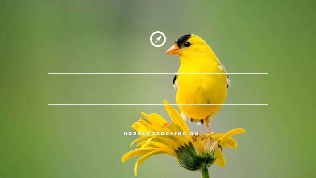 Pájaro amarillo con negro significado espiritual