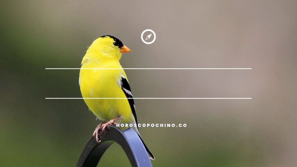 Pajaro amarillo significado en suenos