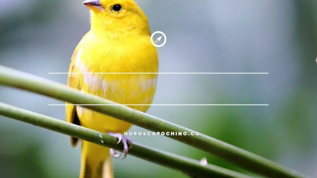 Pájaro amarillo significado espiritual