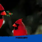 red bird with black meaning