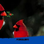 Qué significa ver un pájaro rojo con negro