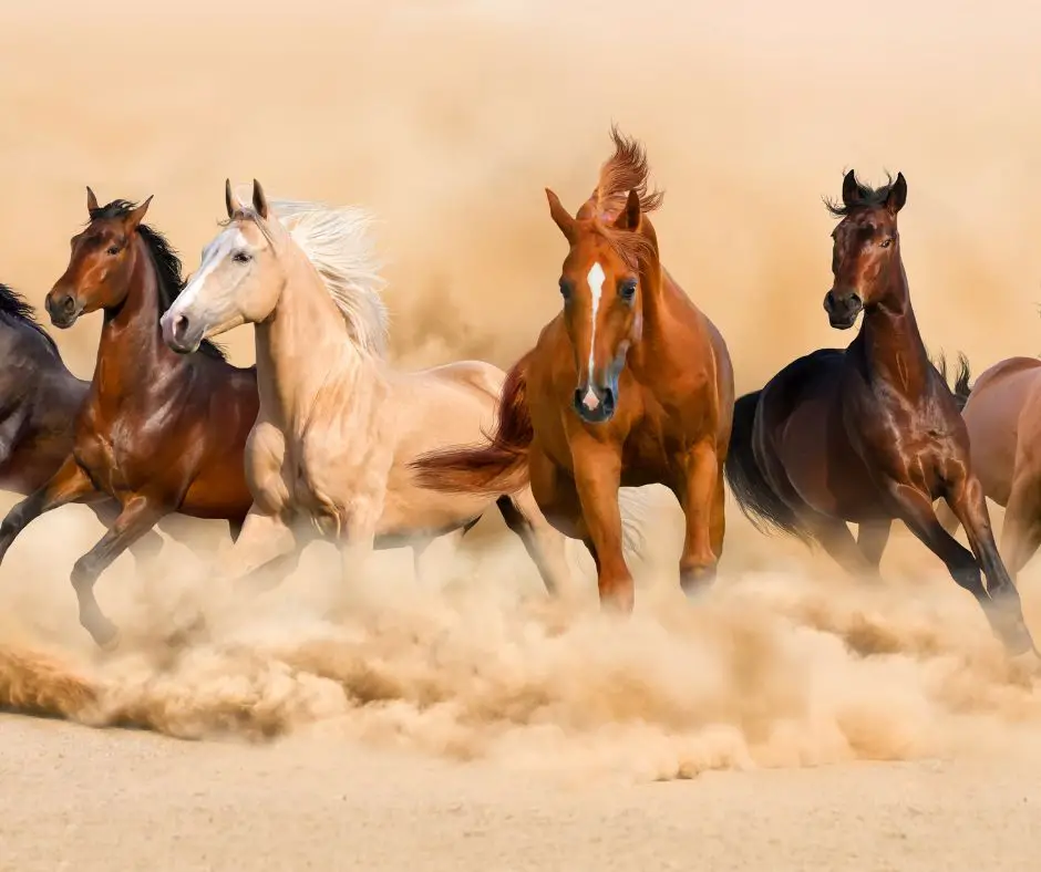 Spirituelle Bedeutung von Pferden