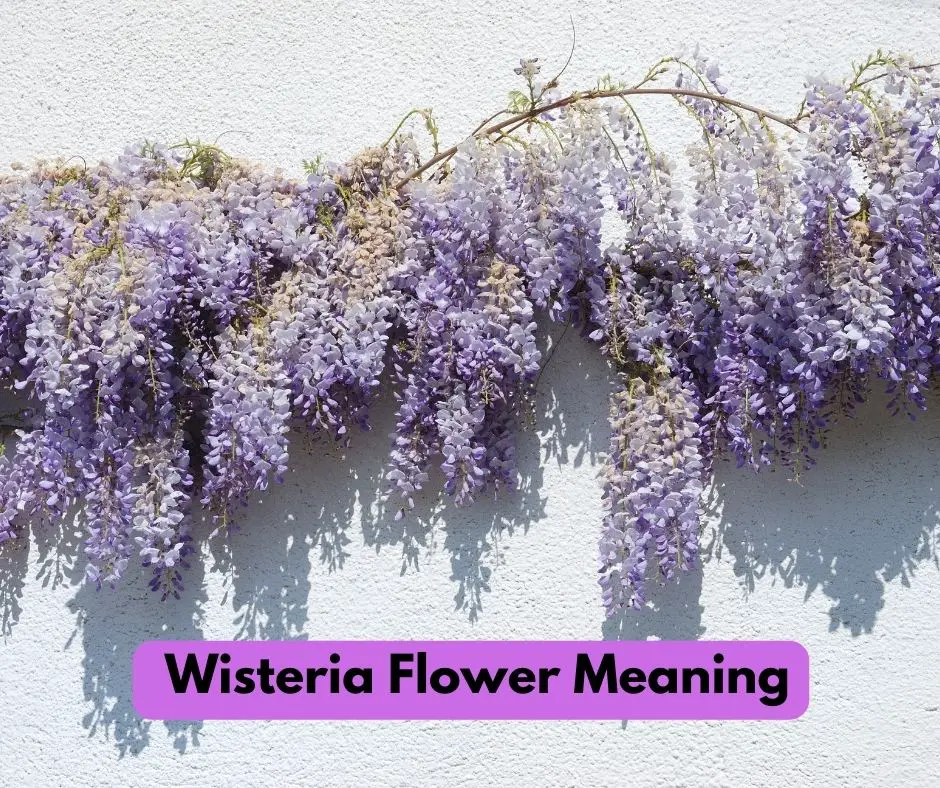 Wisteria Flower Meaning