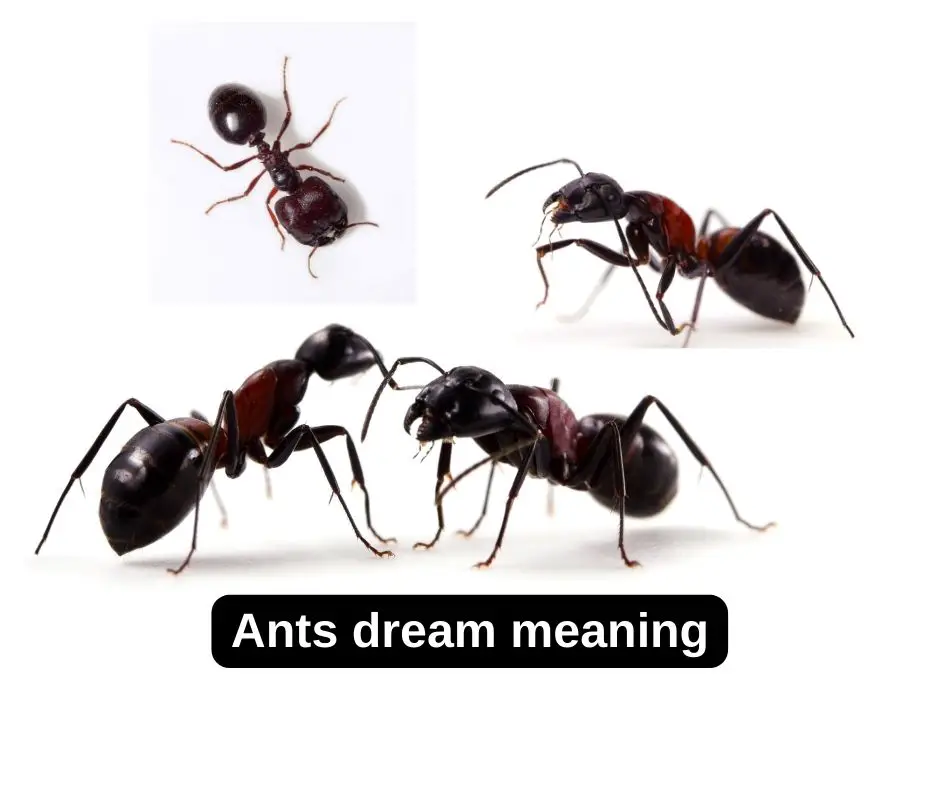 Ants dream meaning