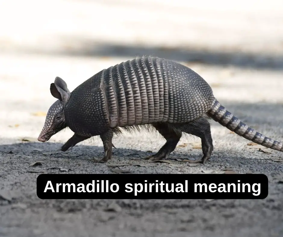 Armadillo spiritual meaning