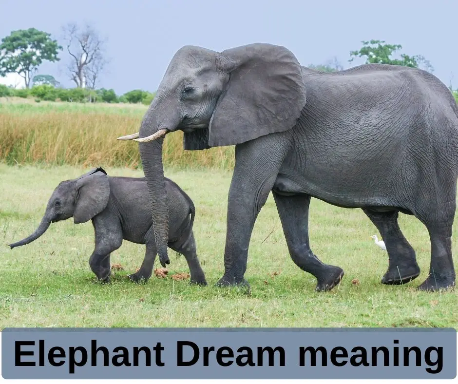 Elephant Dream meaning