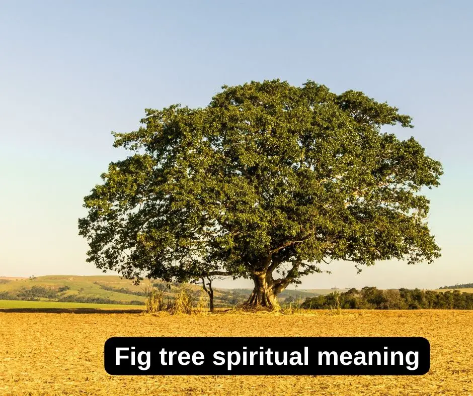 Fig tree spiritual meaning