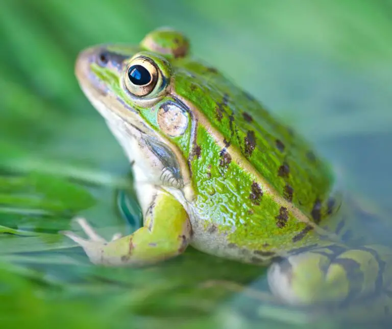 Signification spirituelle Grenouille