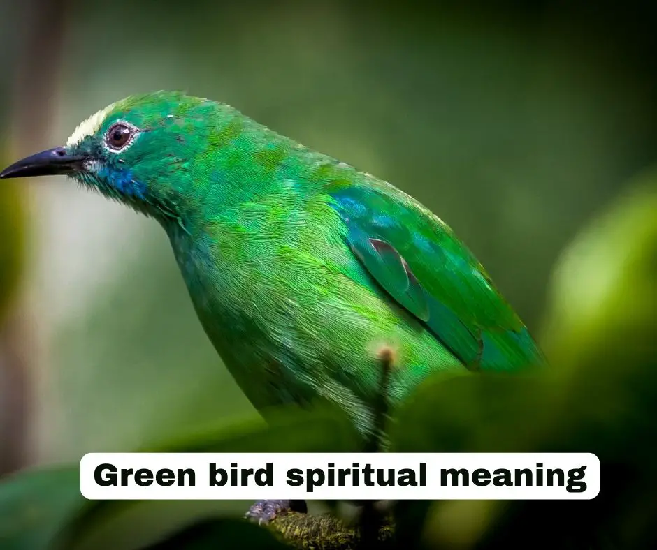 Significado espiritual del pájaro verde
