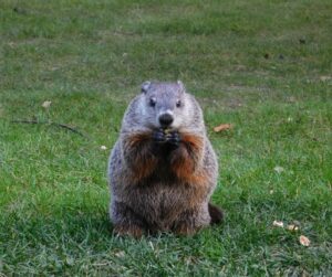 Groundhog Spiritual Meaning