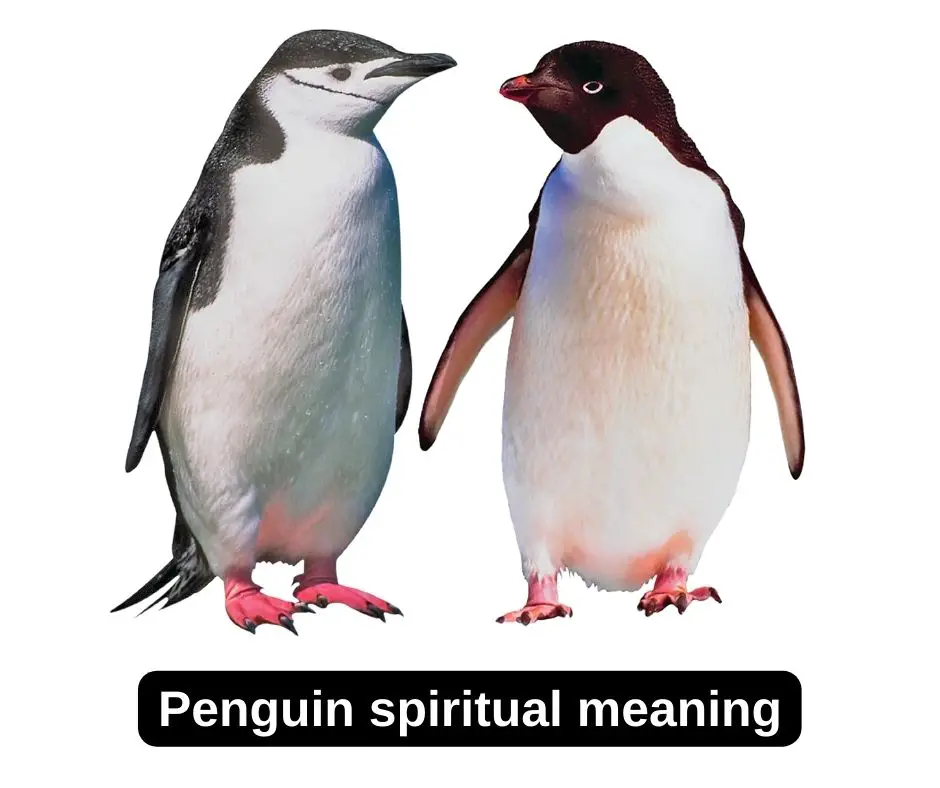 Significado espiritual del pinguino