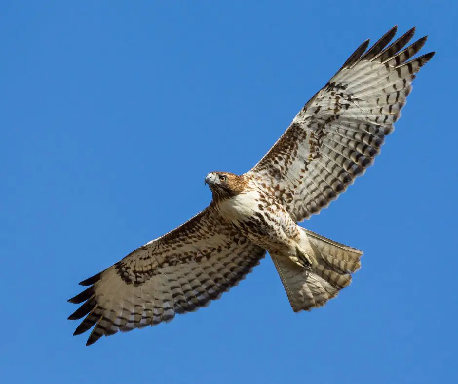 Spiritual meaning of hawk animal