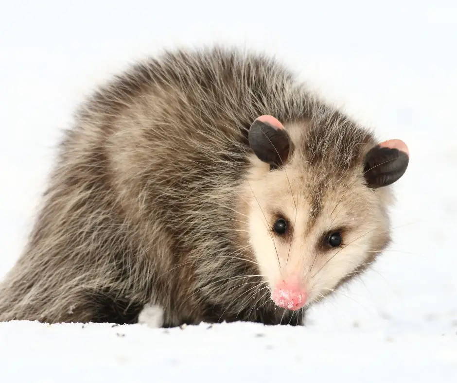 Significato spirituale di un opossum