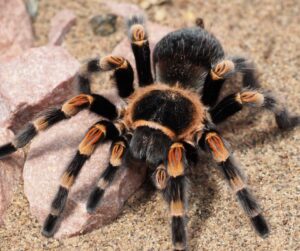 Spiritual Meaning Of Spiders In Dreams