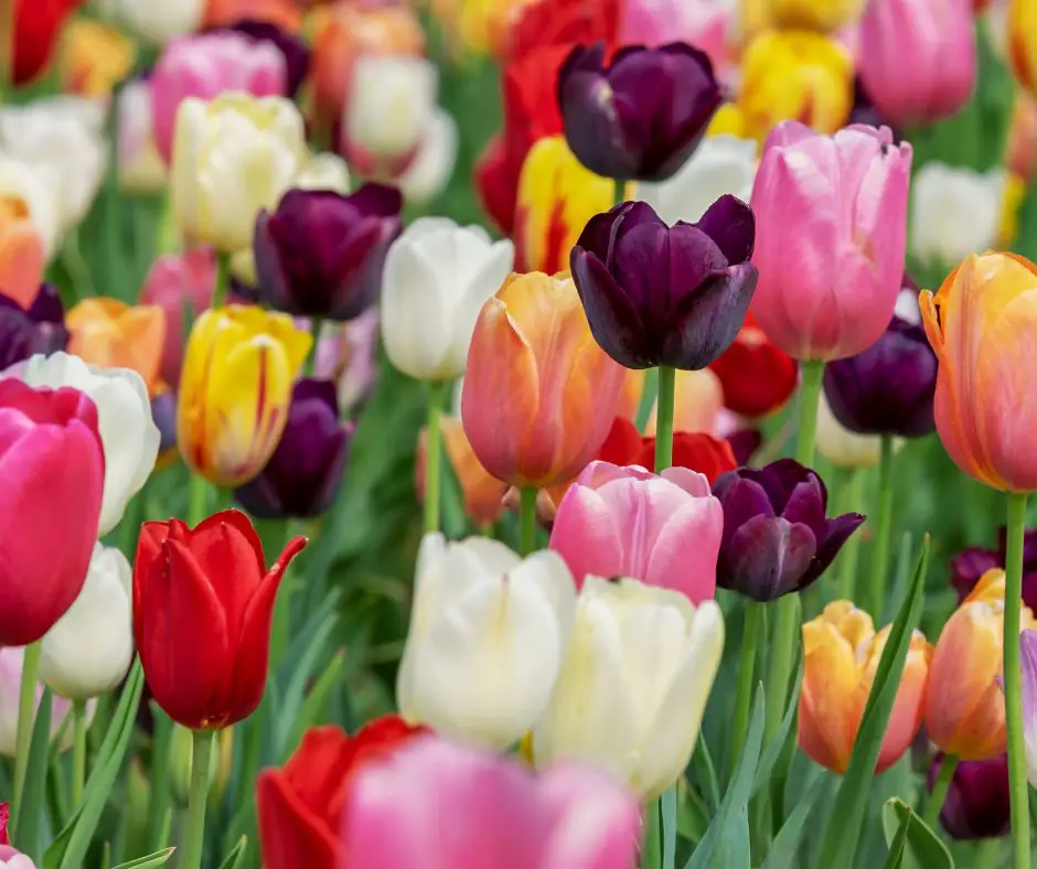 Significado espiritual de los tulipanes