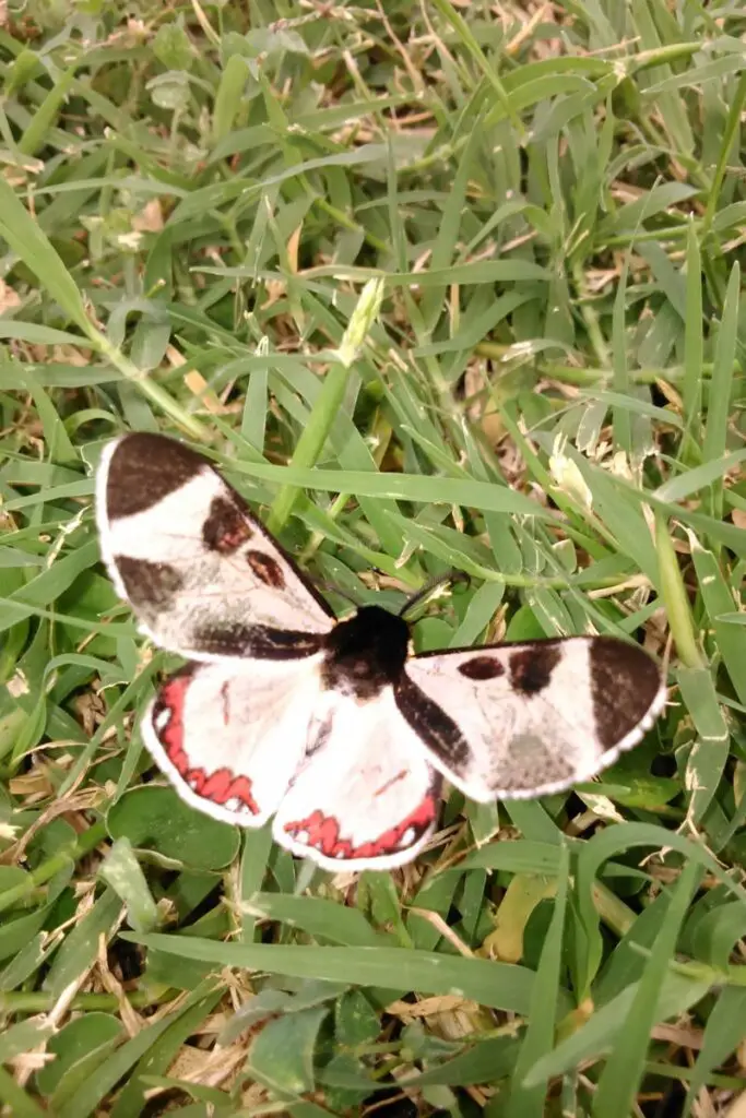 Papillon signifie mort